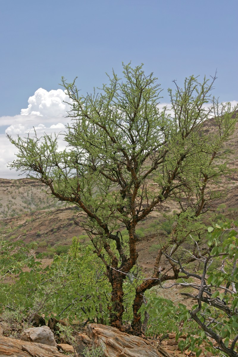 Portulacaria longipedunculata