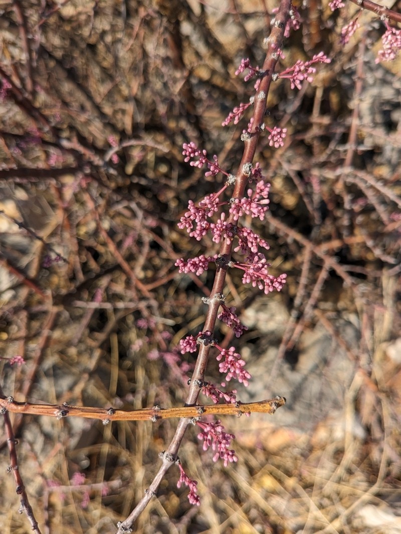 Portulacaria longipedunculata photo 2