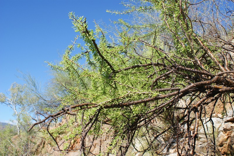 Portulacaria longipedunculata photo 3