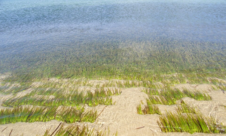 Mediterranean Tapeweed photo 4