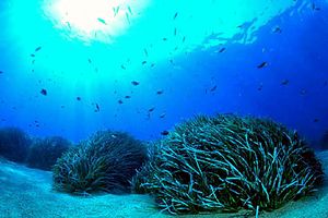 Mediterranean Tapeweed photo 5