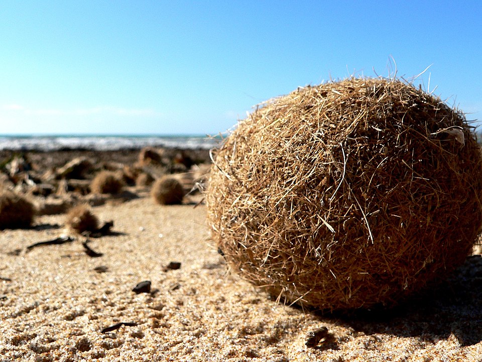 Mediterranean Tapeweed photo 6