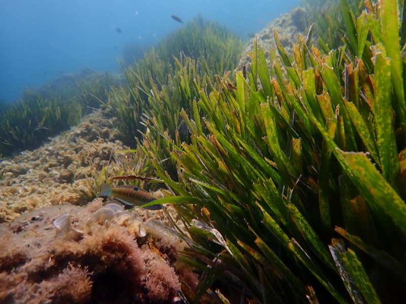 Mediterranean Tapeweed photo 2