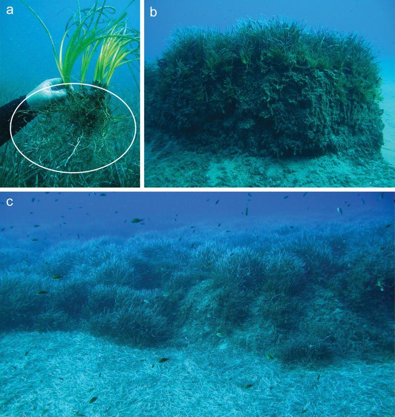 Mediterranean Tapeweed photo 8