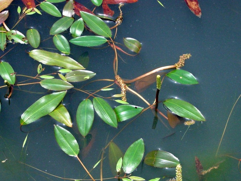 Pondweed photo 4