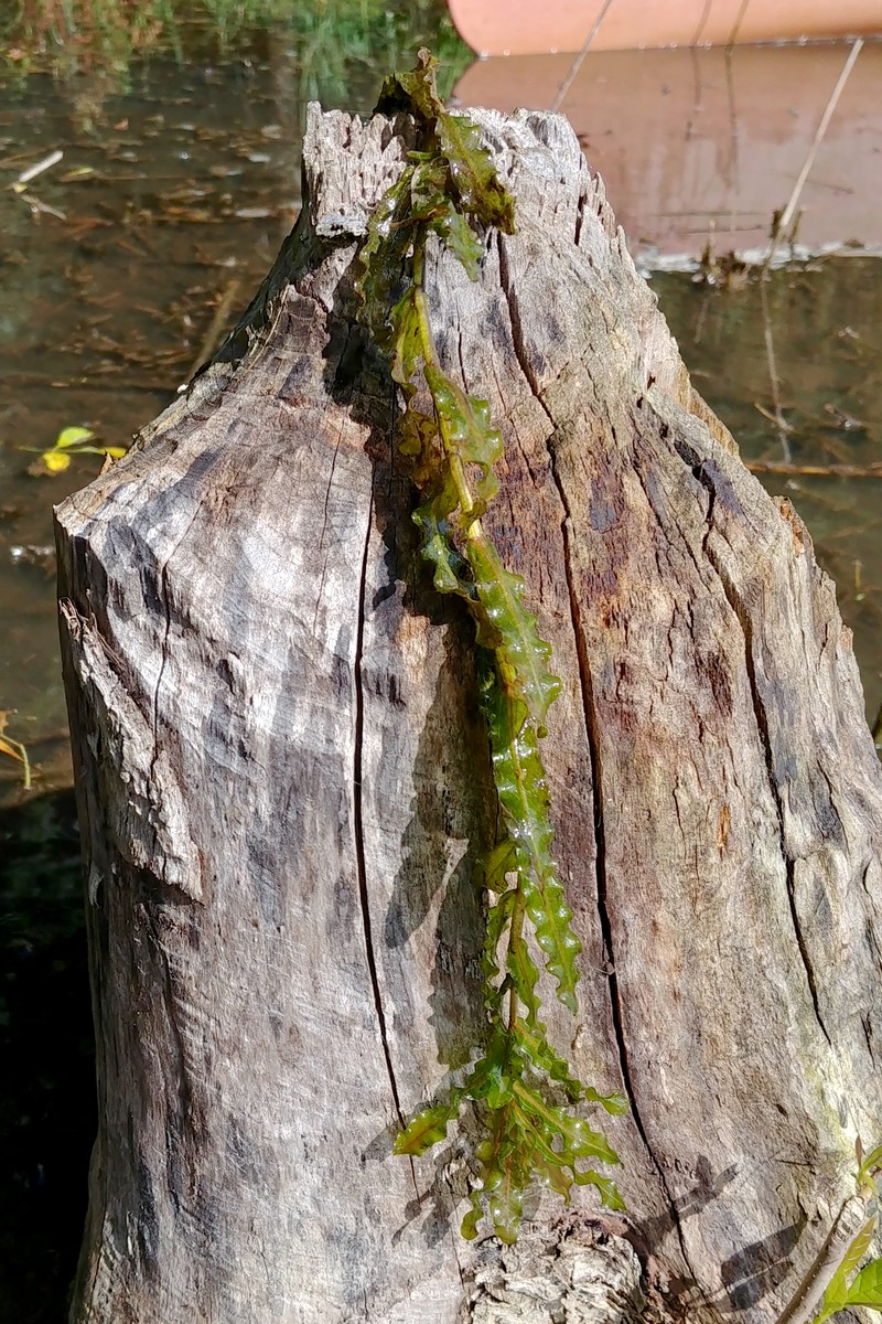 Pondweed photo 6