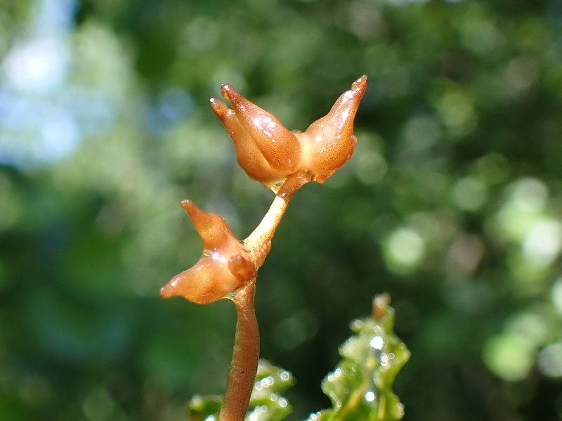 Pondweed photo 8