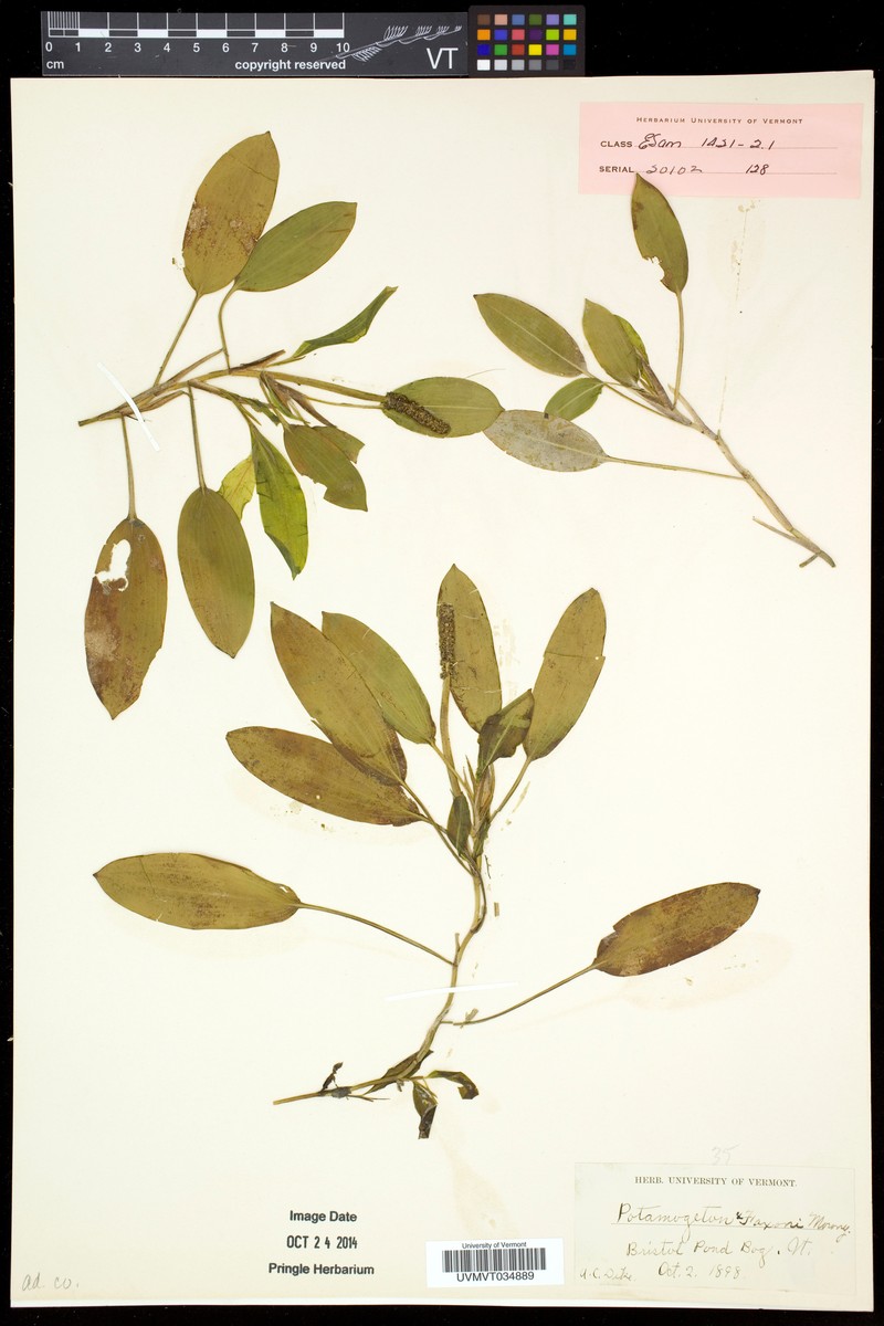 Pondweed