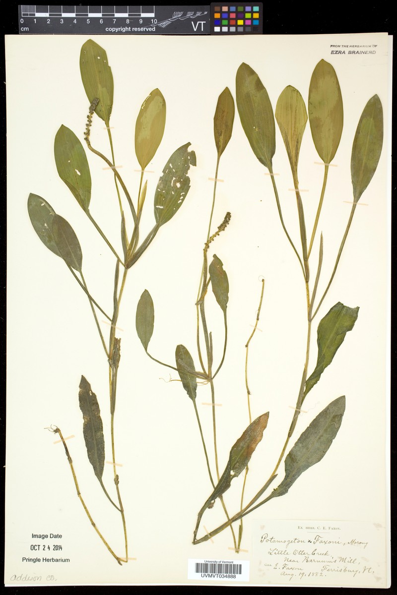 Pondweed photo 2