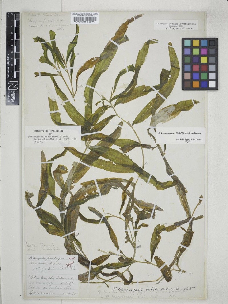 Pondweed