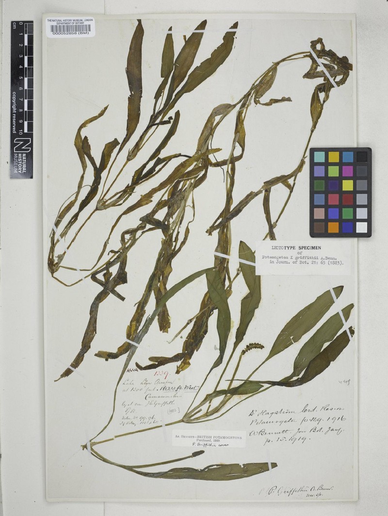 Pondweed photo 3