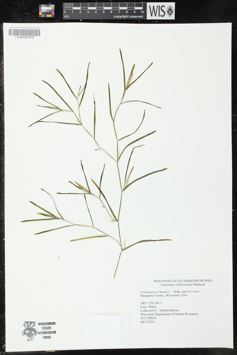 Pondweed