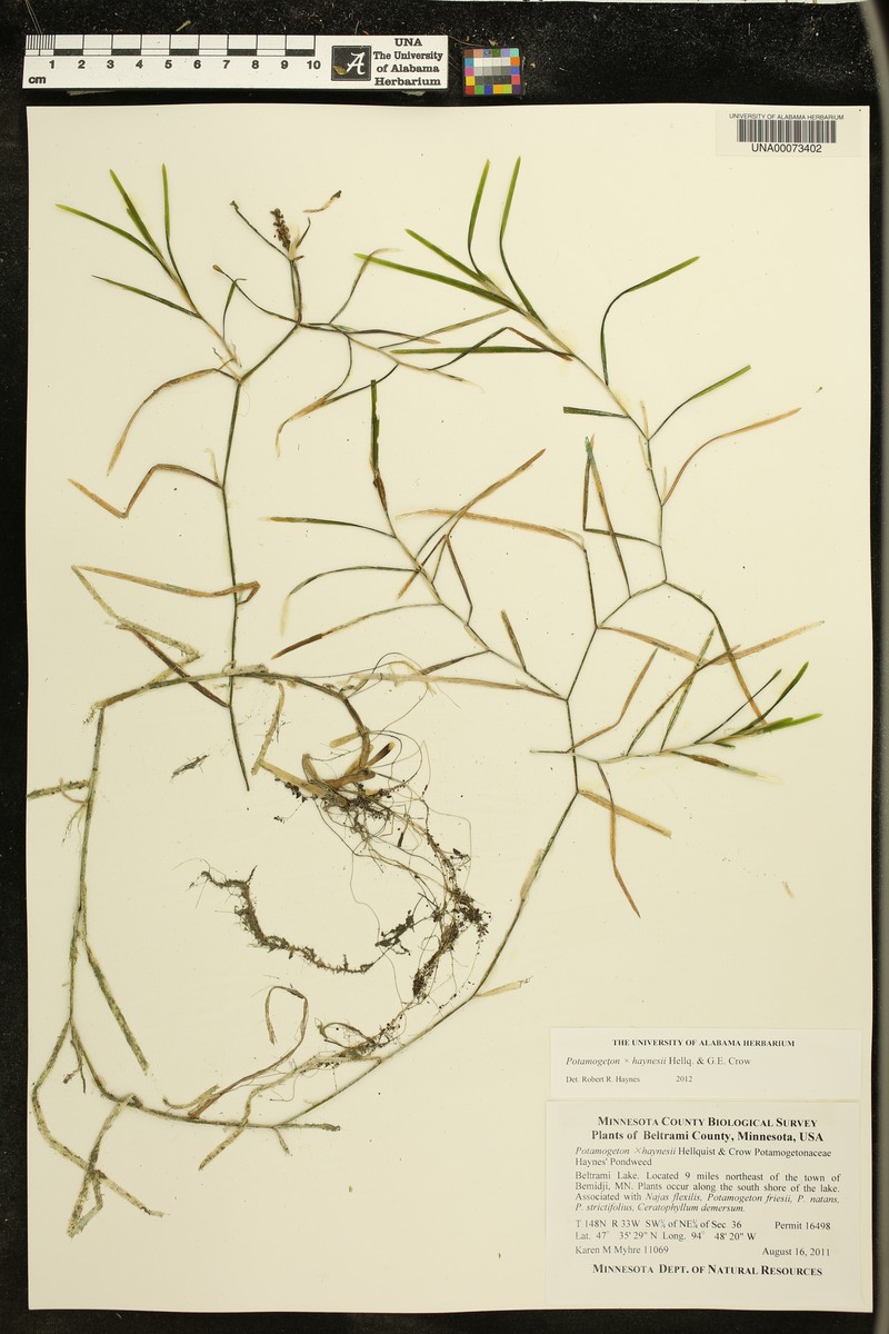 Pondweed photo 2
