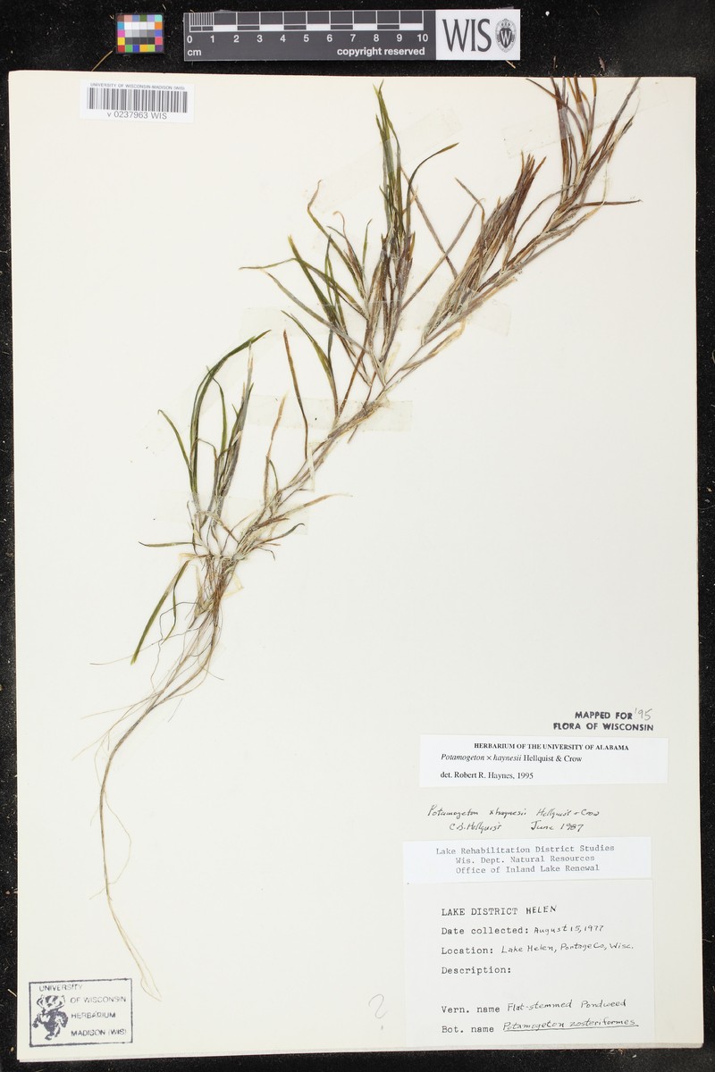 Pondweed photo 4