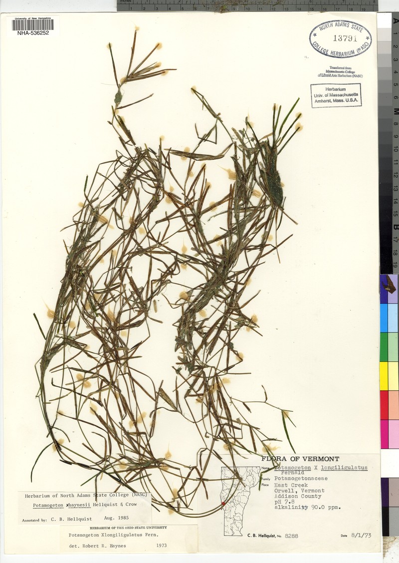 Pondweed photo 5
