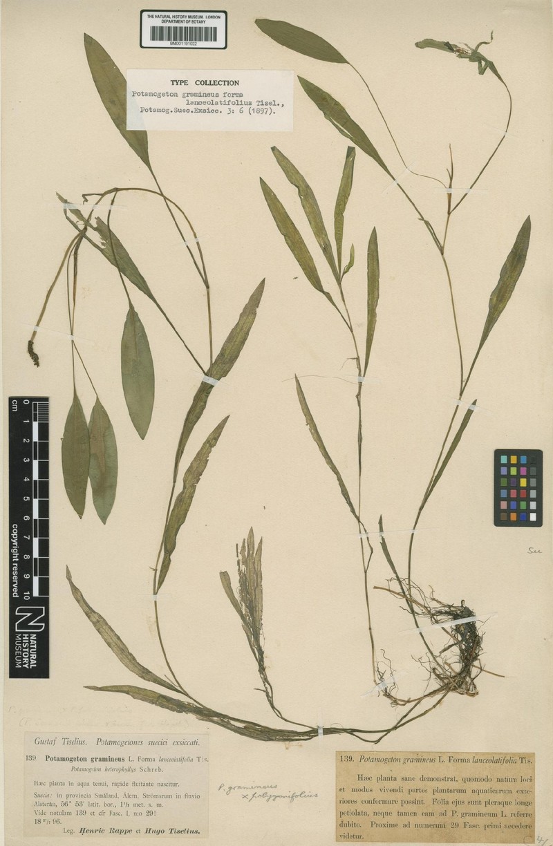 Potamogeton × lanceolatifolius