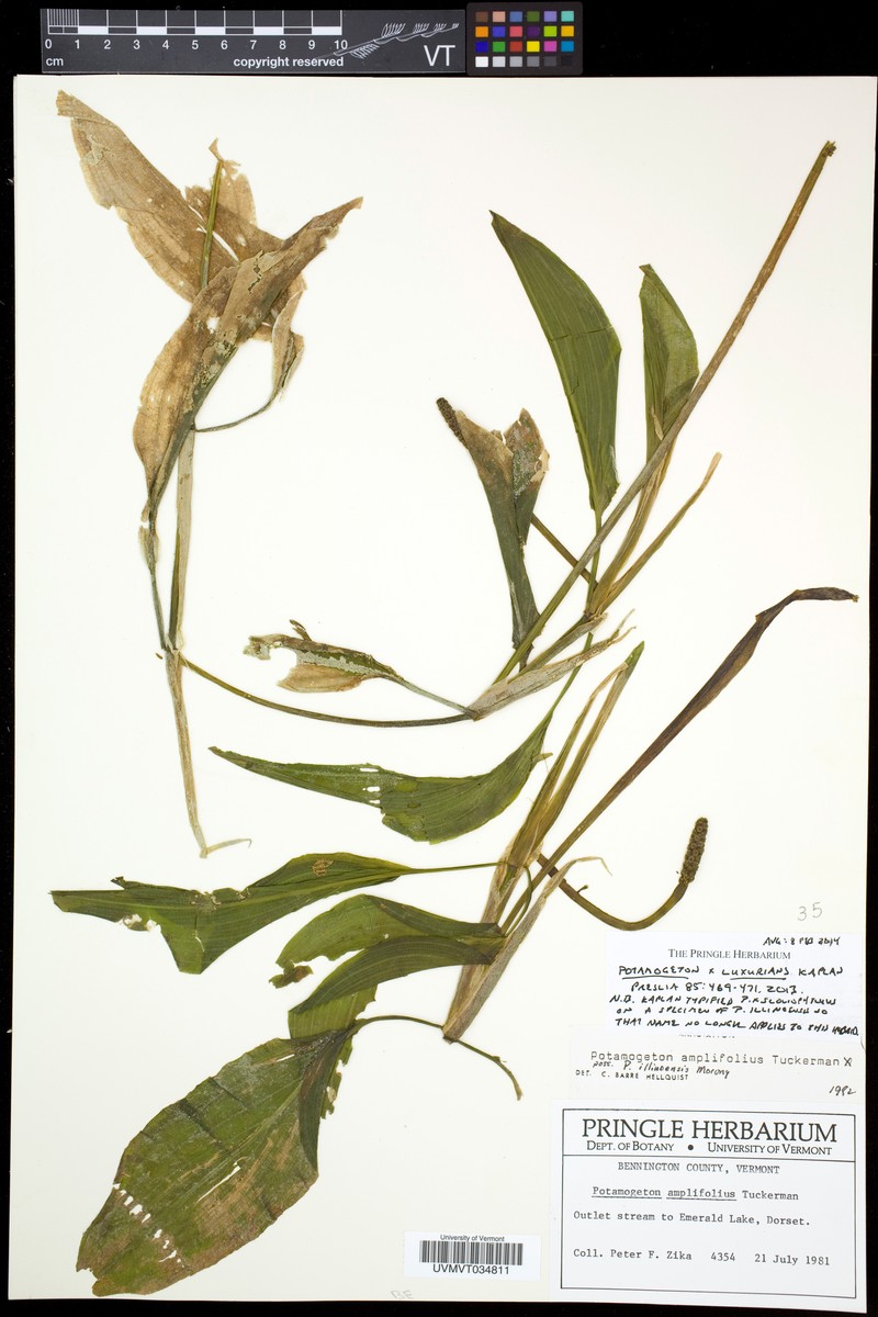 Potamogeton × luxurians