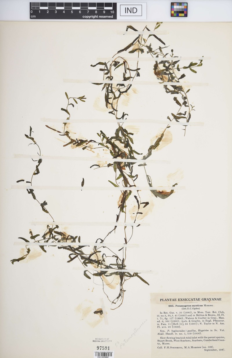 Pondweed