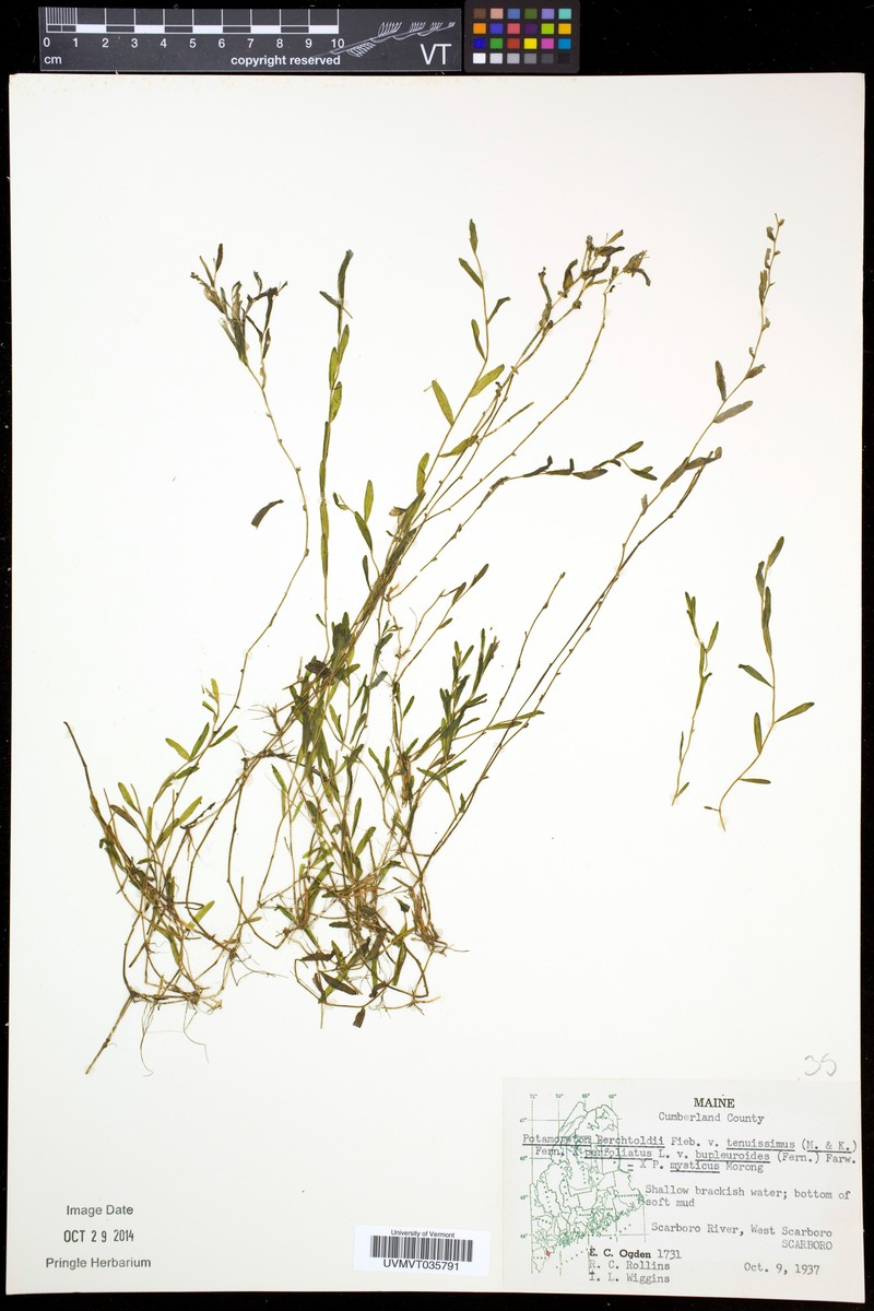 Pondweed photo 3