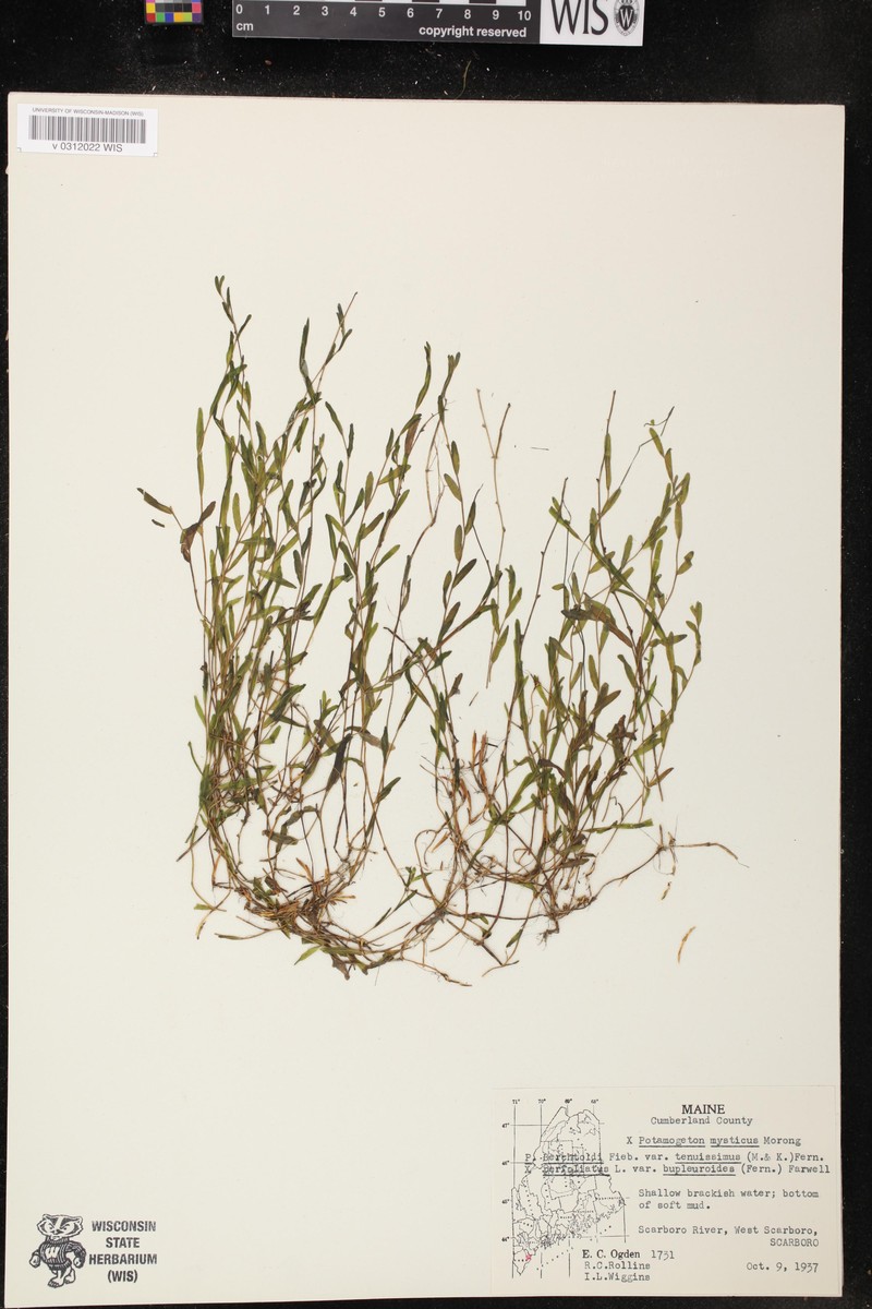 Pondweed photo 4
