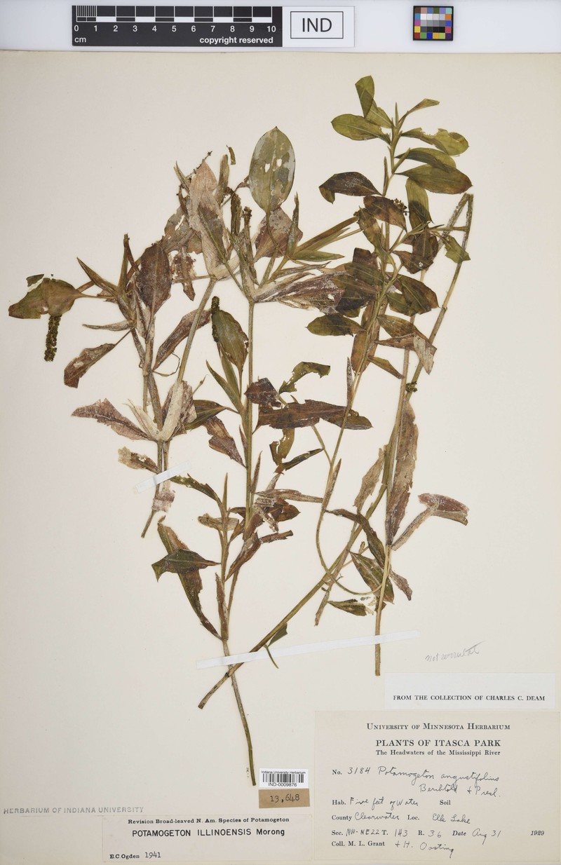 Pondweed photo 6