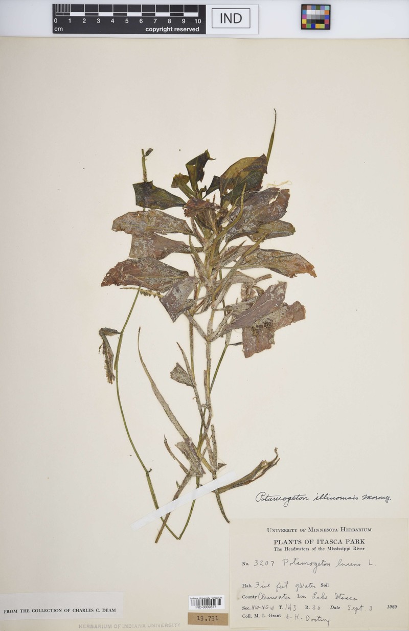 Pondweed photo 7