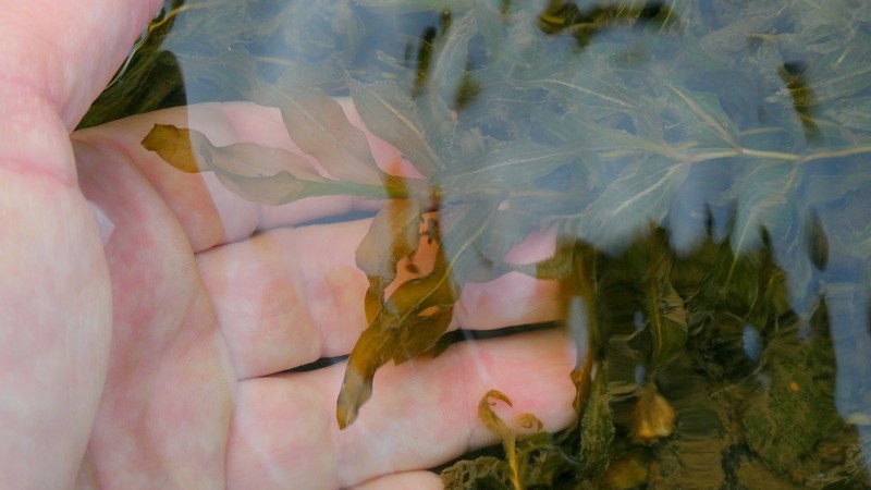 Pondweed