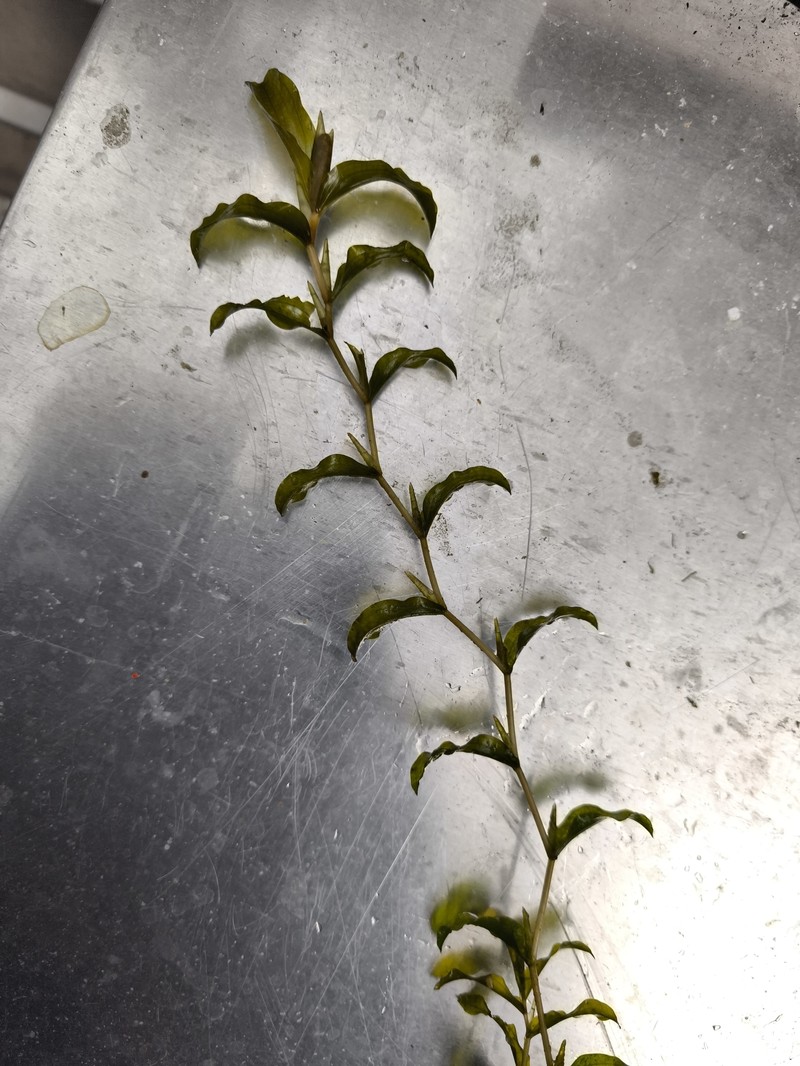 Pondweed photo 2