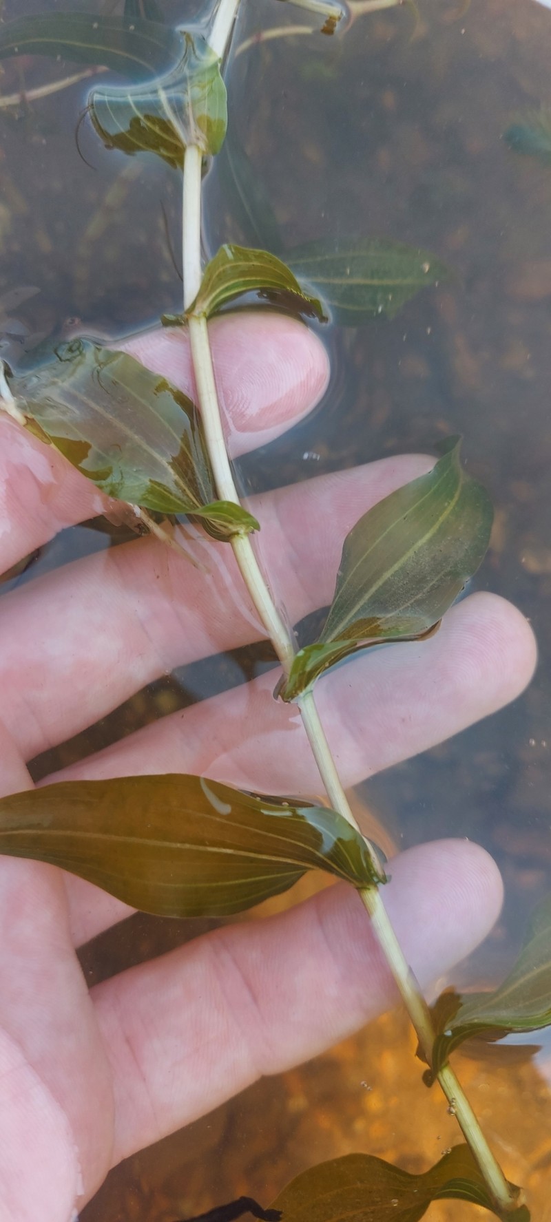 Pondweed photo 3