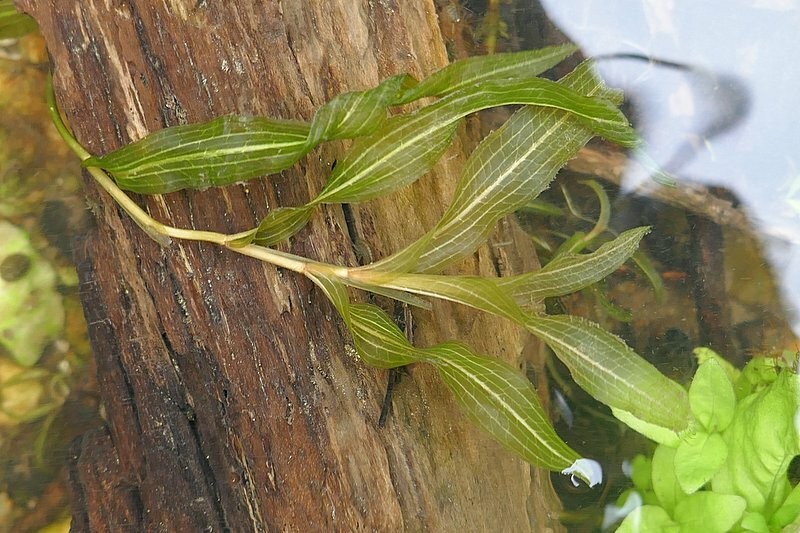 Pondweed photo 4