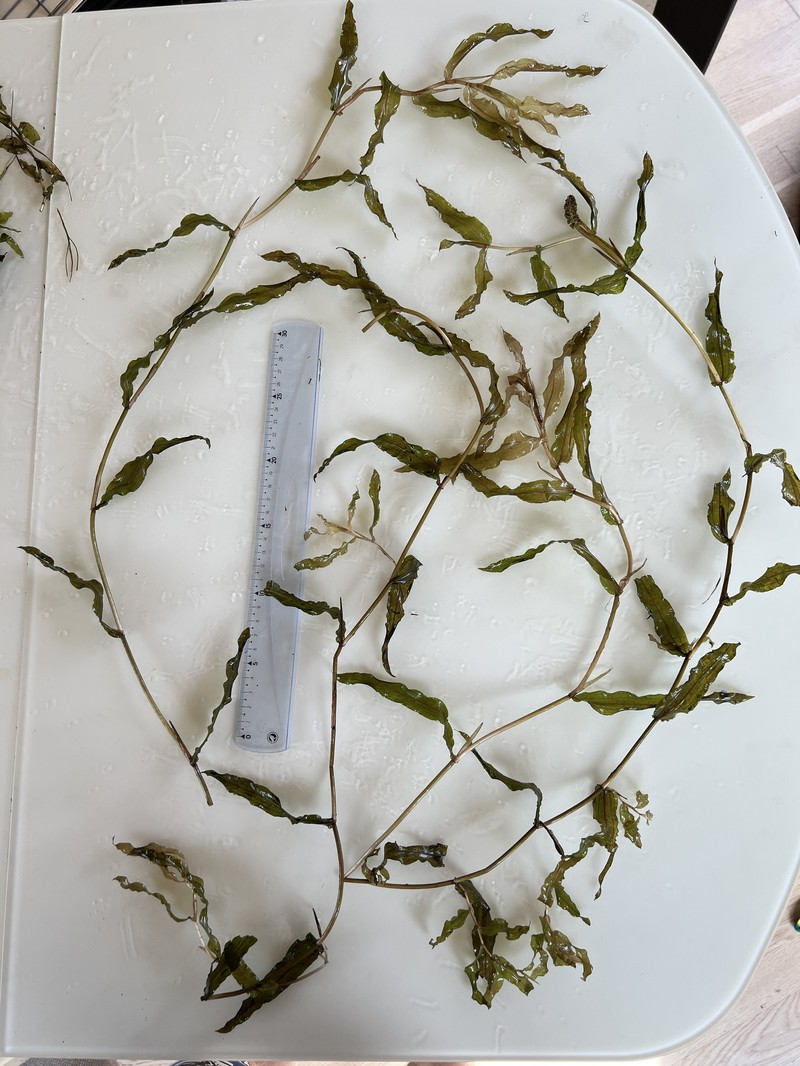 Pondweed photo 5