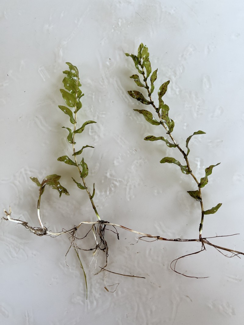Pondweed photo 6