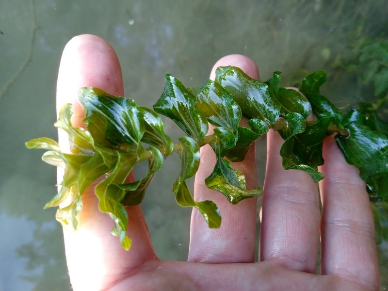Pondweed photo 7