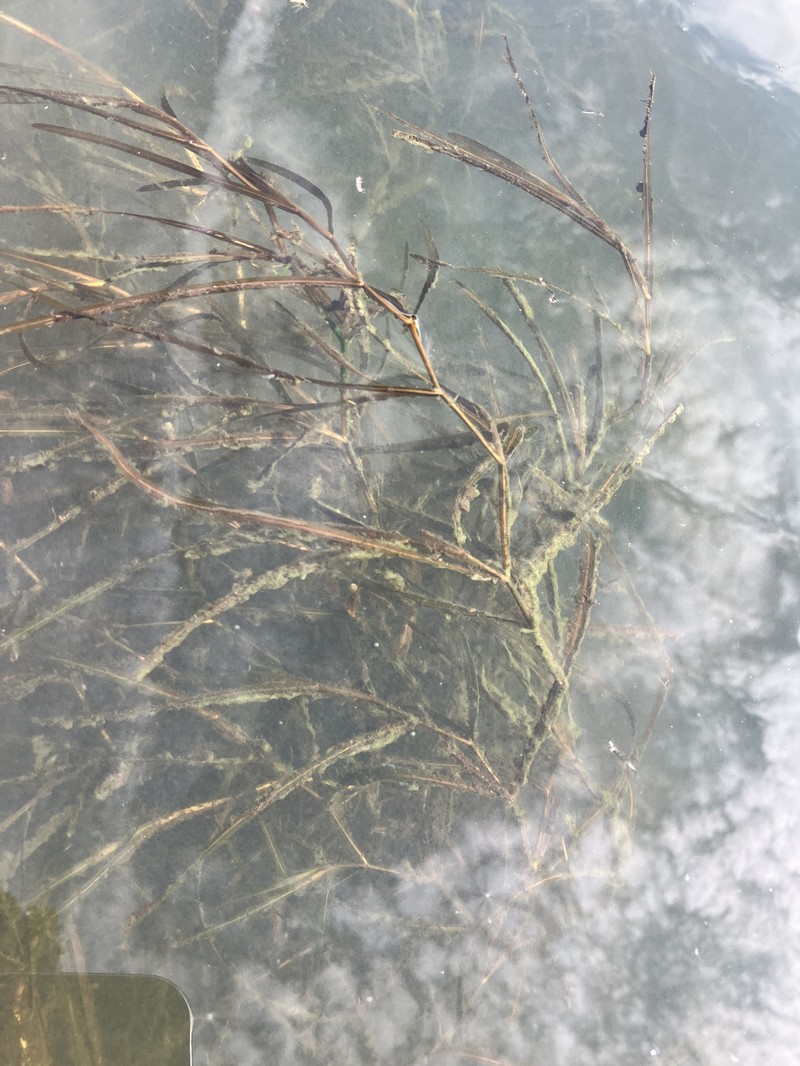 Ogden's Pondweed