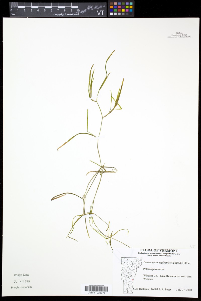 Ogden's Pondweed photo 3