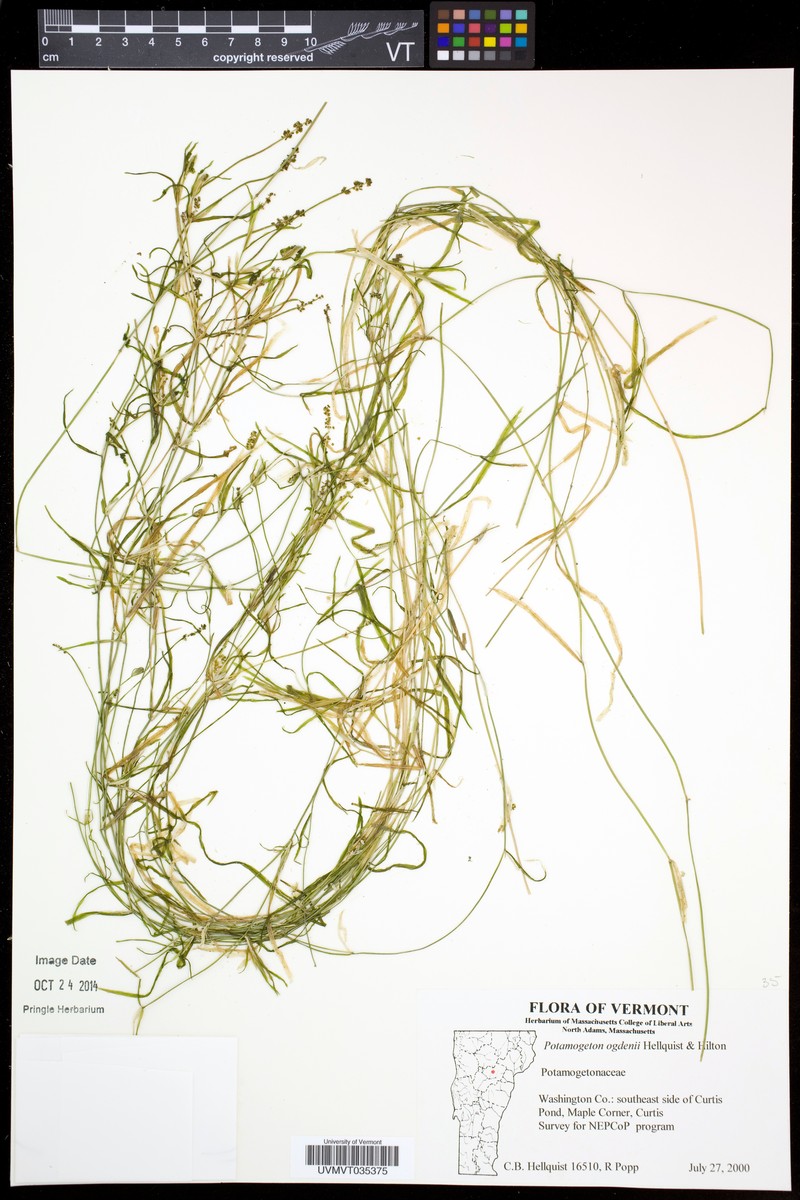Ogden's Pondweed photo 4