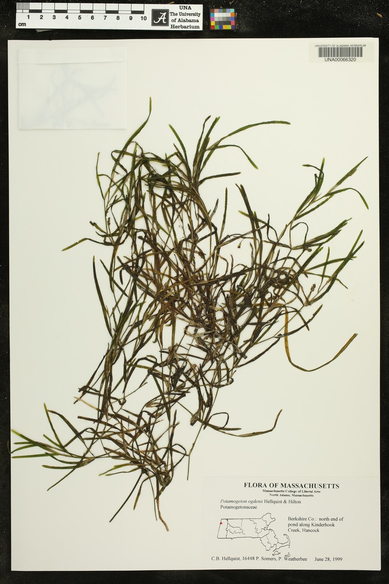 Ogden's Pondweed photo 5
