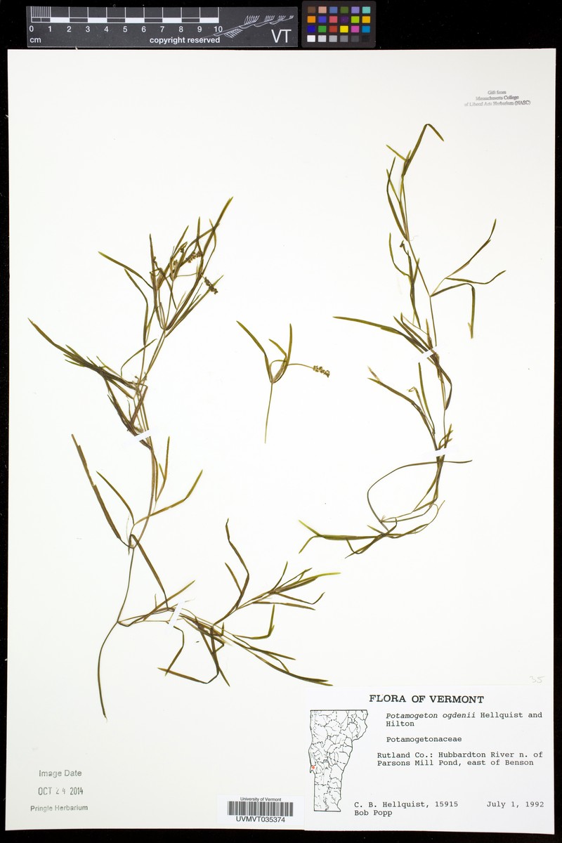 Ogden's Pondweed photo 6