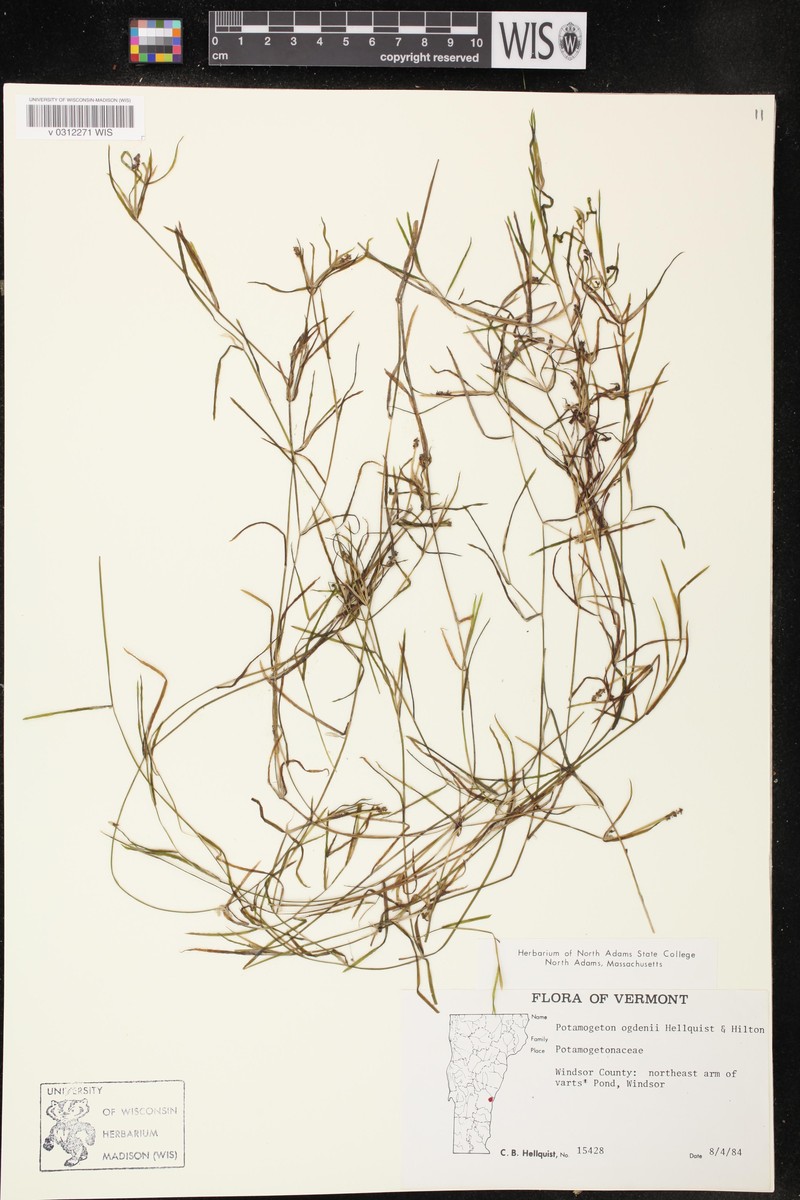Ogden's Pondweed photo 8