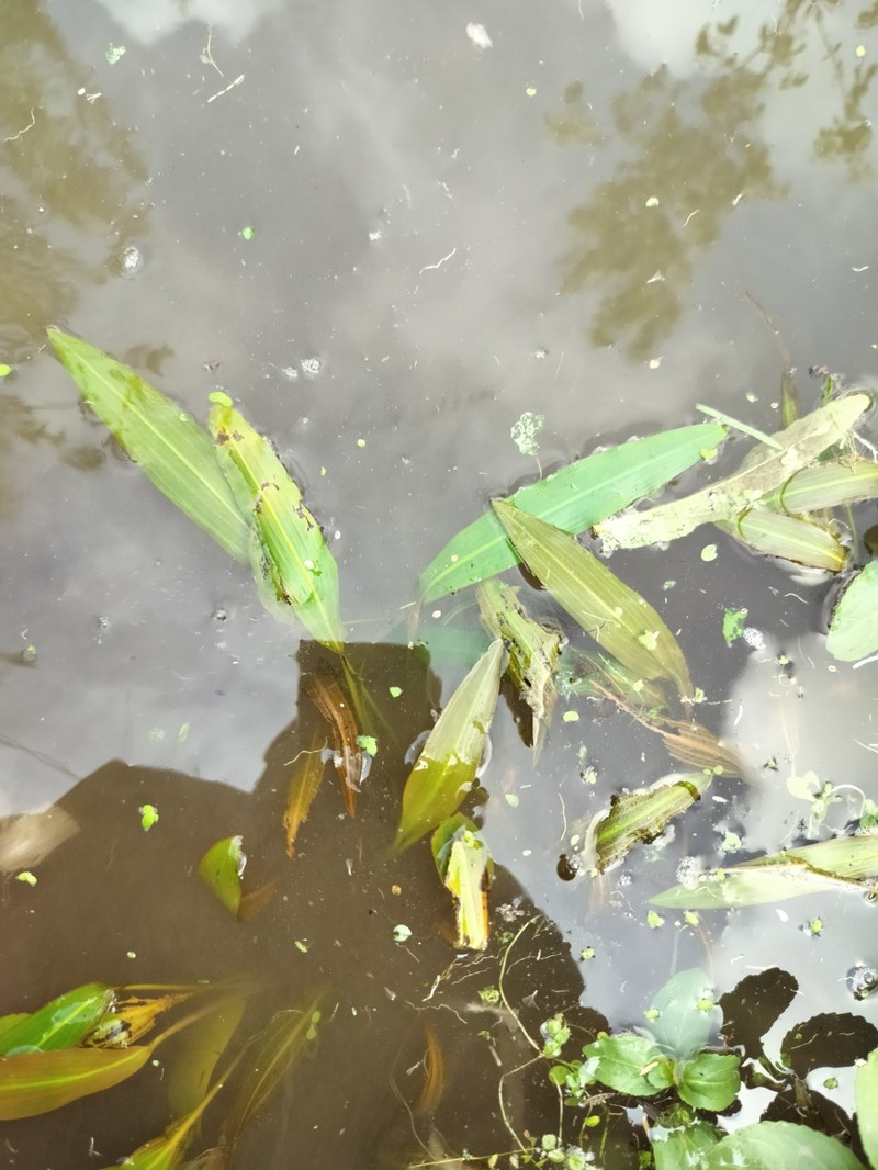 Pondweed