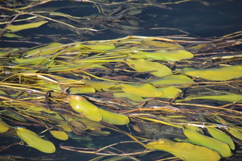 Pondweed photo 2