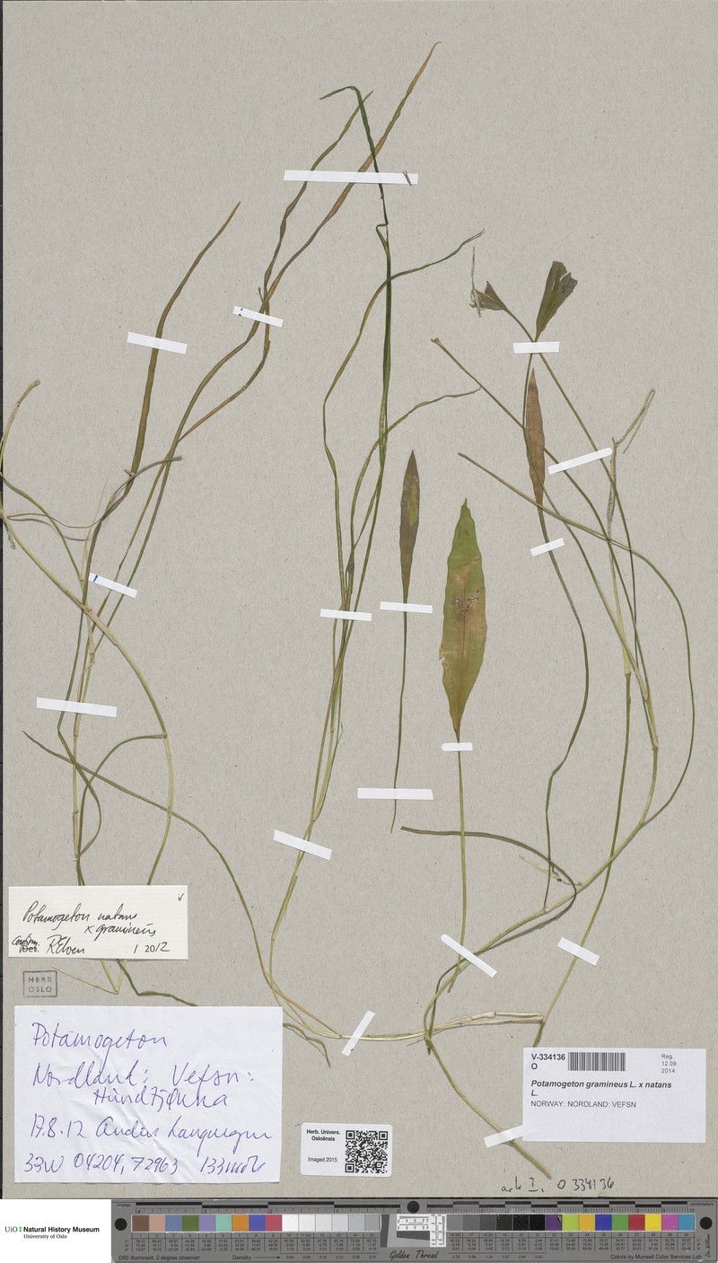 Pondweed photo 3