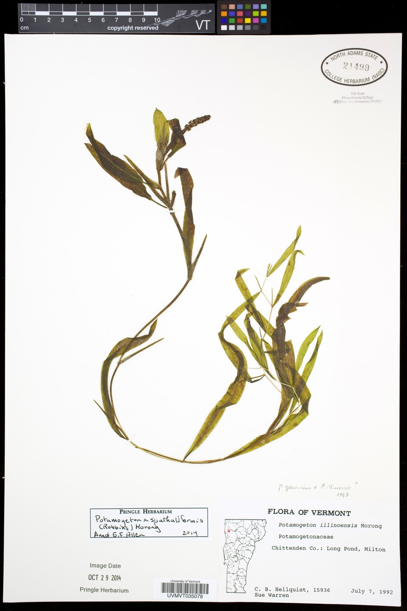 Spoon Pondweed