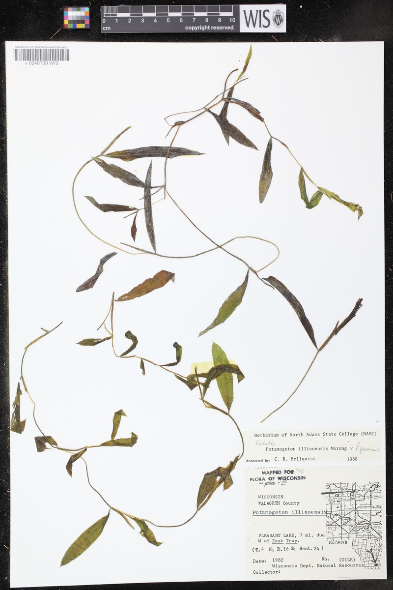 Spoon Pondweed photo 3