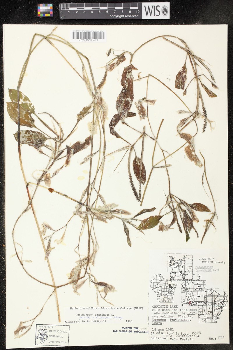 Spoon Pondweed photo 4