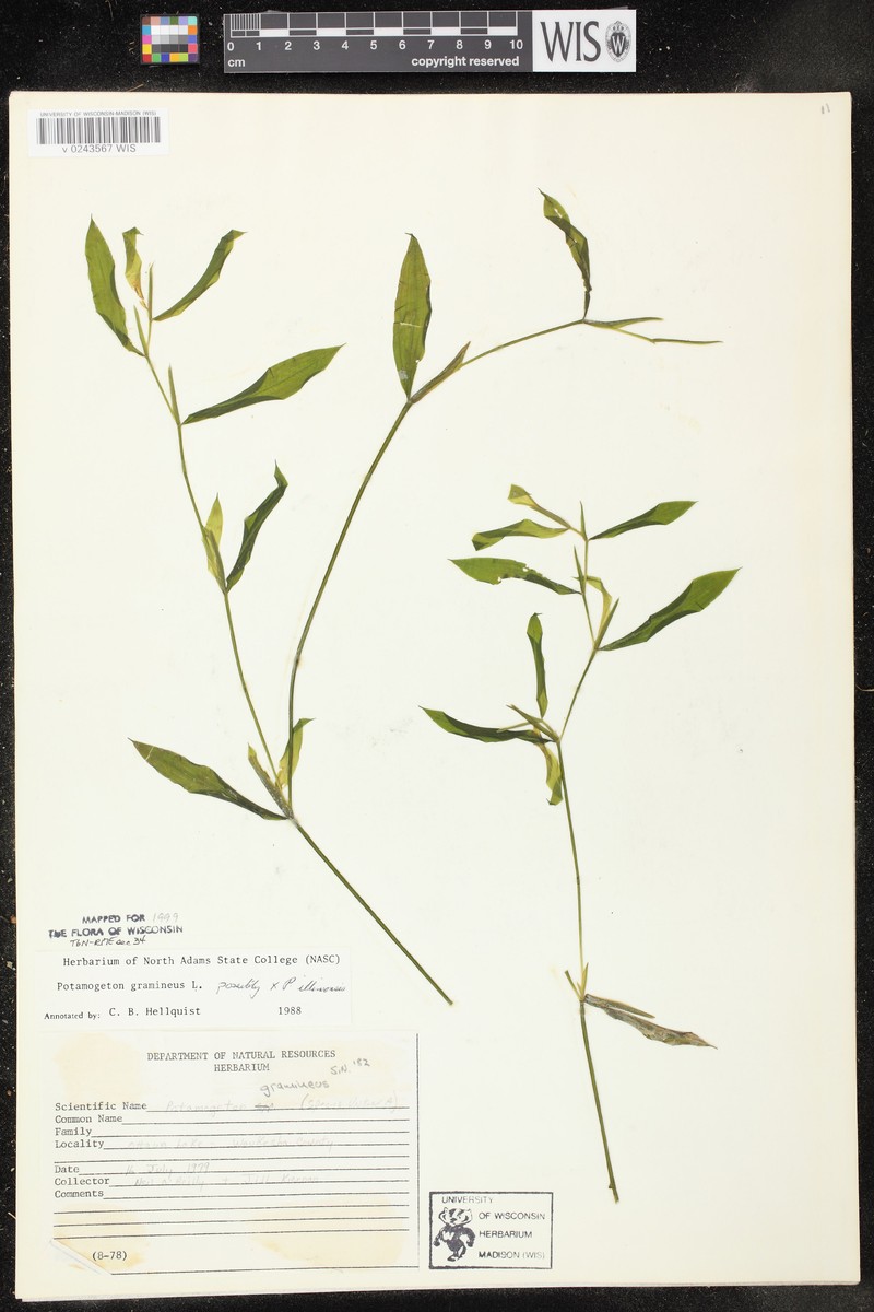 Spoon Pondweed photo 5