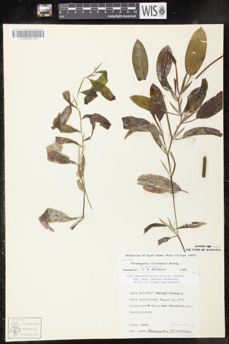 Spoon Pondweed photo 6