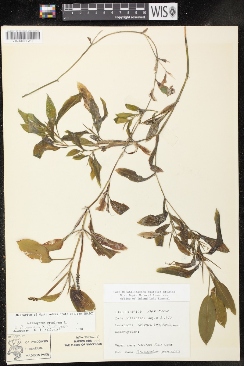 Spoon Pondweed photo 7