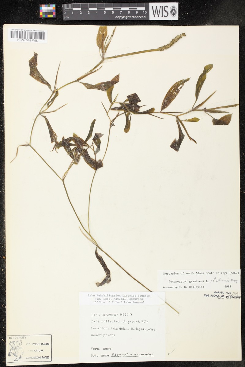 Spoon Pondweed photo 8