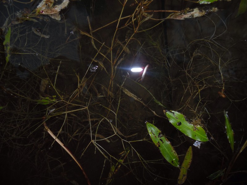 Pondweed